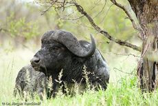 Afrikanischer Büffel (85 von 102).jpg